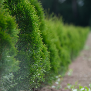 Trees & Hedging Supplier, Lincoln